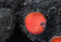 Scutellinia nigrohirtula