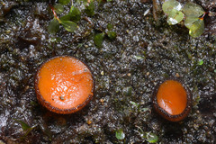 Scutellinia nigrohirtula