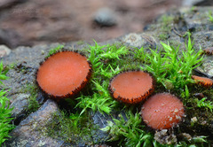Scutellinia nigrohirtula