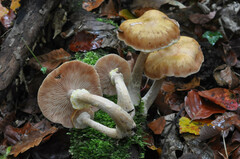 Armillaria cepistipes