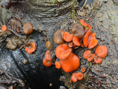 Scutellinia nigrohirtula