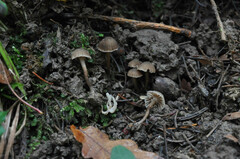 Hodophilus phaeophyllus