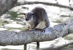 Hydromys chrysogaster