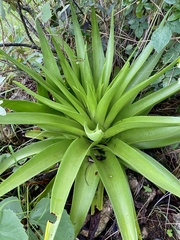 Crassula acinaciformis