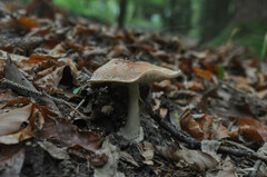 Leucocortinarius bulbiger