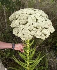 Crassula acinaciformis