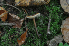 Macrocystidia cucumis leucospora