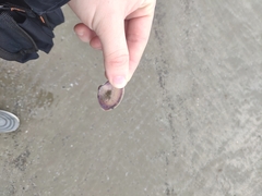 Mactra stultorum