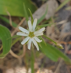 Stellaria angustifolia