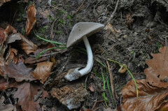 Volvariella caesiotincta