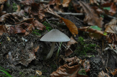 Volvariella caesiotincta
