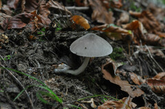 Volvariella caesiotincta