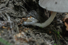 Volvariella caesiotincta