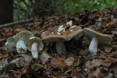 Russula alutacea