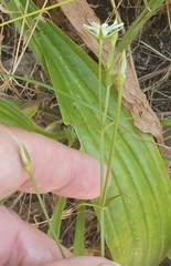 Stellaria angustifolia