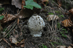 Amanita coryli