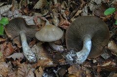Cortinarius anfractoides