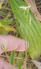 Stellaria angustifolia