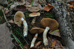 Cortinarius vulpinus