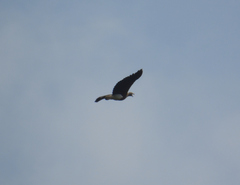 Haliaeetus ichthyaetus