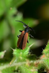 Trichalus semicostatus