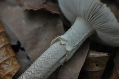Amanita franchetii