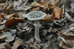 Amanita franchetii