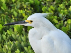 Egretta thula