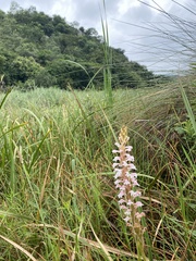Satyrium hallackii ocellatum