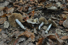 Cortinarius mucifluoides