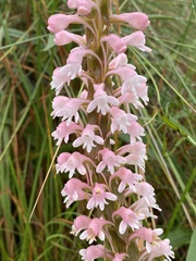 Satyrium hallackii ocellatum
