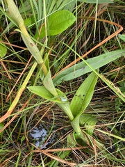 Satyrium hallackii ocellatum