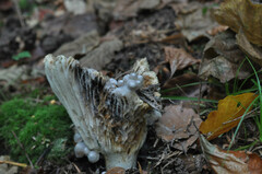 Asterophora parasitica