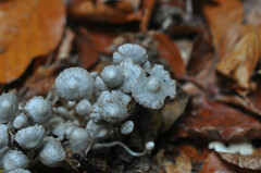 Asterophora parasitica