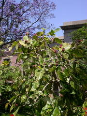 Ficus aspera