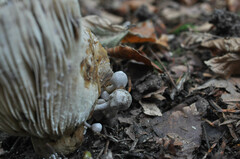 Asterophora parasitica