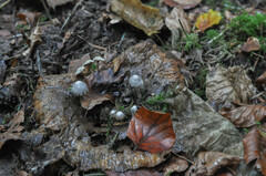 Asterophora parasitica