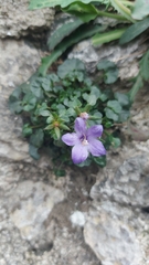 Campanula fragilis fragilis