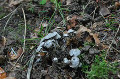 Asterophora parasitica