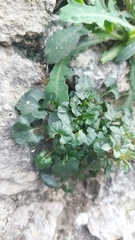 Campanula fragilis fragilis