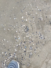 Mytilus galloprovincialis