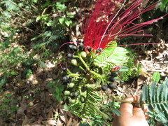 Calliandra houstoniana calothyrsus