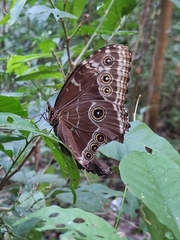 Morpho helenor