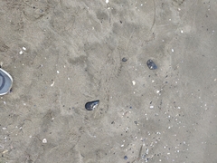 Mytilus galloprovincialis