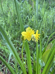 Hypoxis hemerocallidea