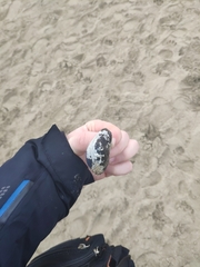 Mytilus galloprovincialis