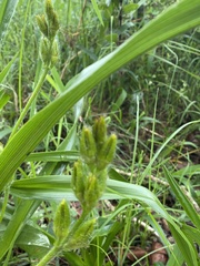 Hypoxis hemerocallidea