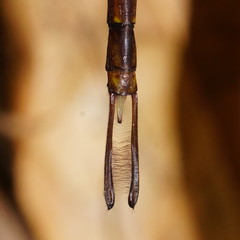 Gynacantha rosenbergi