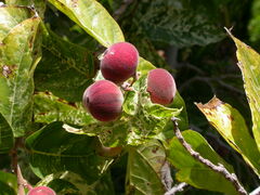 Ficus aspera