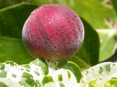 Ficus aspera